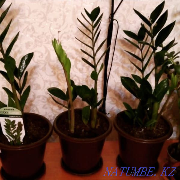 Продам цветы от 500 Актобе - изображение 4