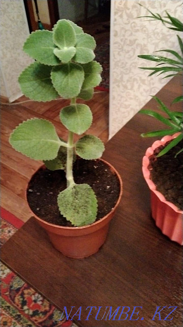 Продам цветы от 500 Актобе - изображение 6