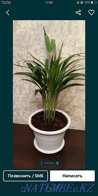 Продам цветы от 500 Актобе - изображение 1