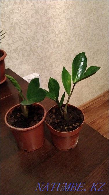 Продам цветы от 500 Актобе - изображение 8