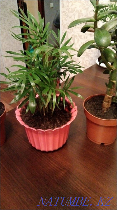 Продам цветы от 500 Актобе - изображение 7