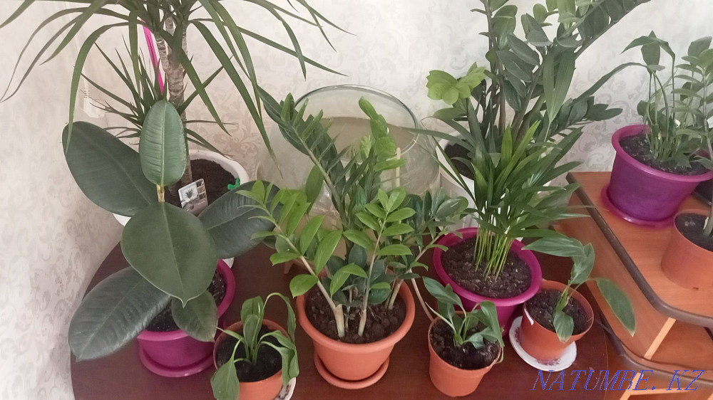 Продам цветы адаптированные к дому Актобе - изображение 5