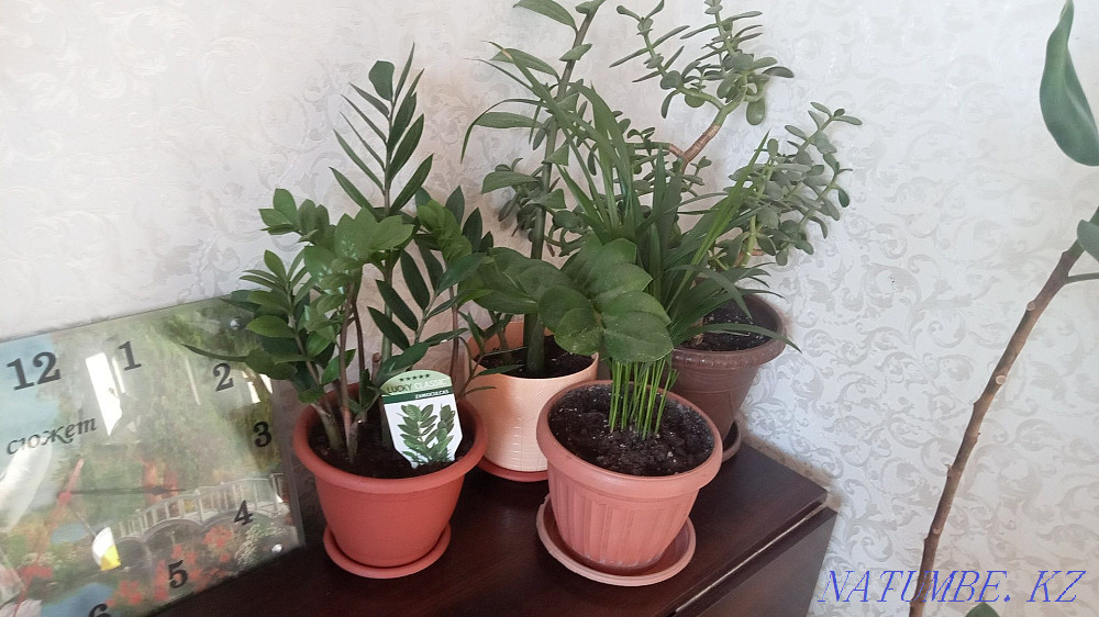 Продам цветы адаптированные к дому Актобе - изображение 3