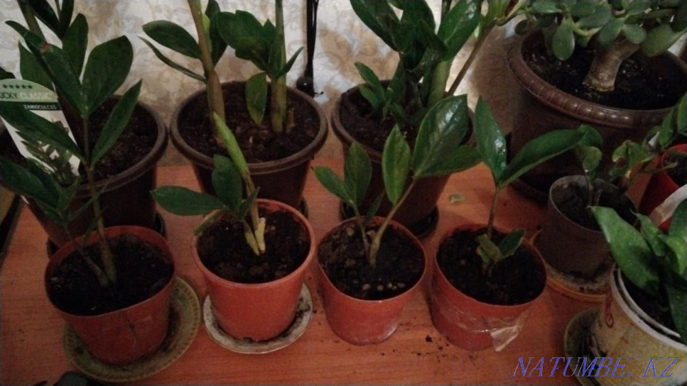 Продам цветы адаптированные к дому Актобе - изображение 2