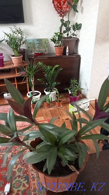 Продам цветы адаптированные к дому Актобе - изображение 7
