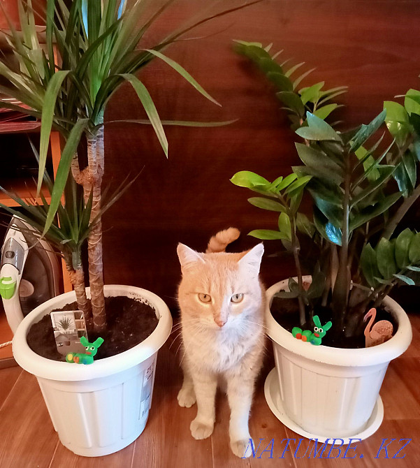 Продам цветы адаптированные к дому Актобе - изображение 6