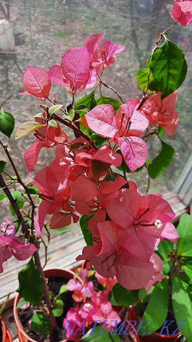 bougainvillea flower Almaty - photo 1
