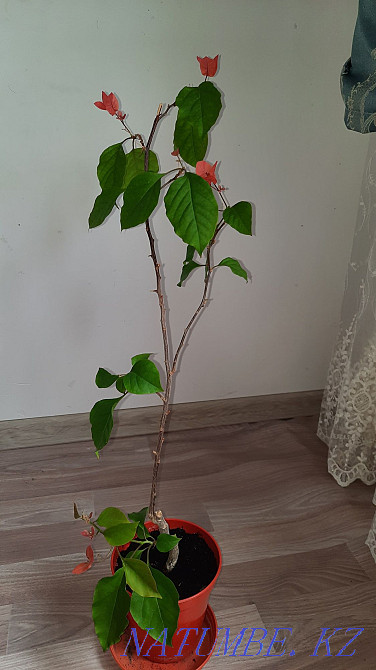 bougainvillea flower Almaty - photo 3