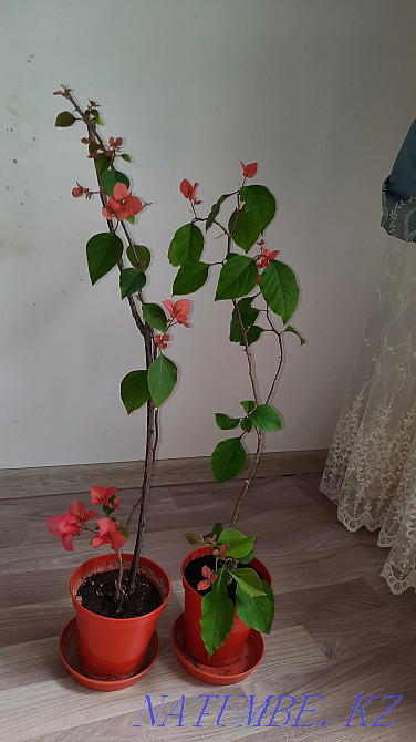 bougainvillea flower Almaty - photo 4