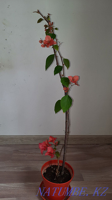 bougainvillea flower Almaty - photo 2