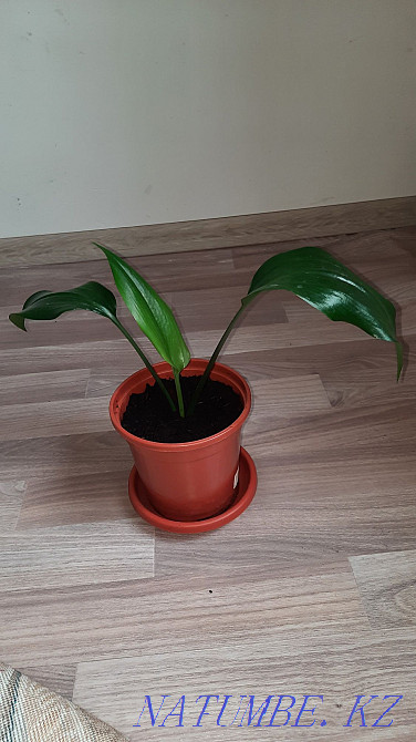 Eucharis амазонка лалагүлі  Алматы - изображение 1