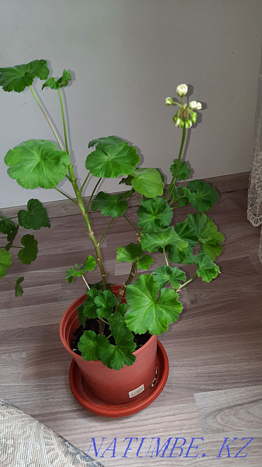 Герань ақ-қызғылт раушан гүлі  Алматы - изображение 2