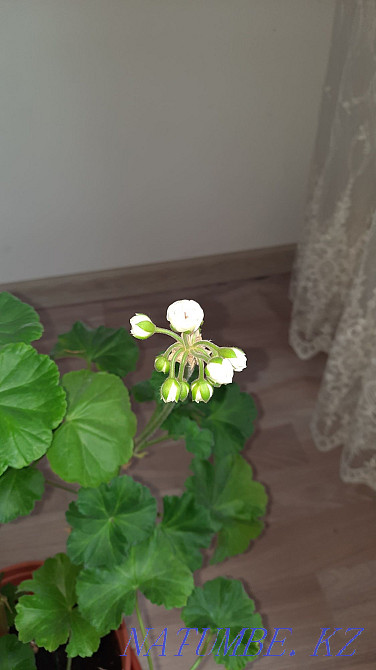 Герань ақ-қызғылт раушан гүлі  Алматы - изображение 1