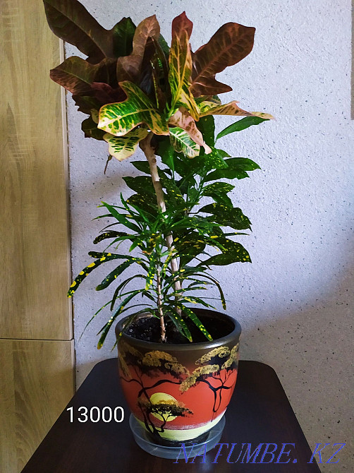 Flowers for comfort and interior from 2000 tenge. Almaty - photo 5