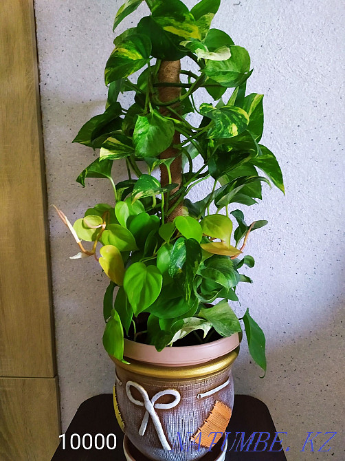 Flowers for comfort and interior from 2000 tenge. Almaty - photo 1