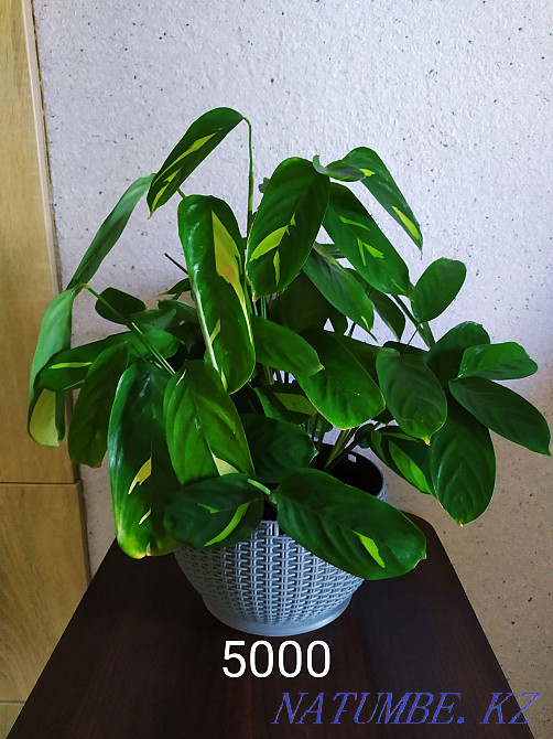 Flowers for comfort and interior from 2000 tenge. Almaty - photo 4