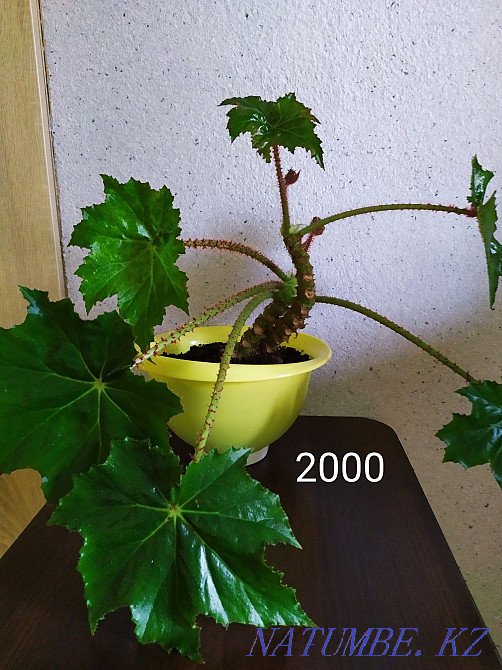 Flowers for comfort and interior from 2000 tenge. Almaty - photo 8