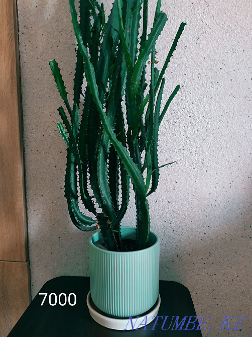 Flowers for comfort and interior from 2000 tenge. Almaty - photo 6