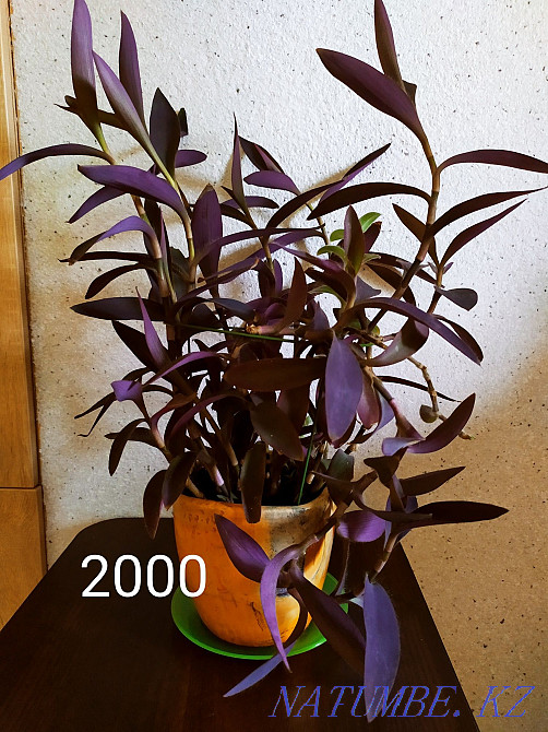 Flowers for comfort and interior from 2000 tenge. Almaty - photo 2