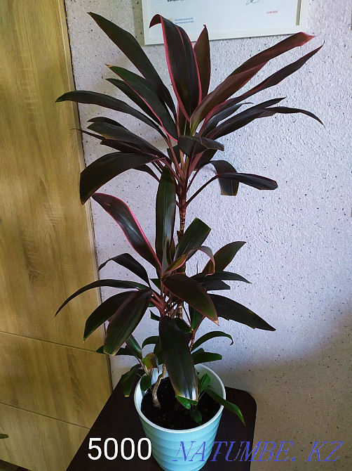 Flowers for comfort and interior from 2000 tenge. Almaty - photo 3