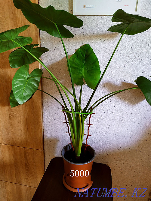 Flowers for comfort and interior from 2000 tenge. Almaty - photo 7