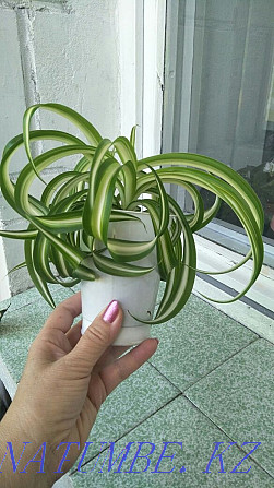 Chlorophytum curly Ust-Kamenogorsk - photo 1