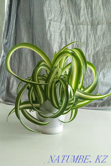 Chlorophytum curly Ust-Kamenogorsk - photo 2