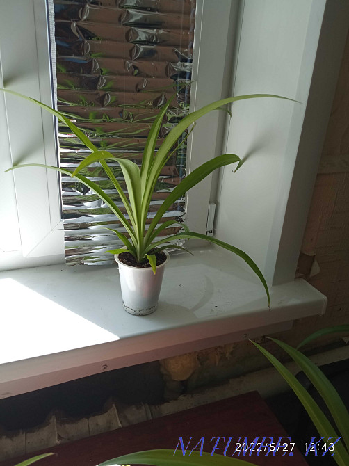 Хлорофитум отростки 300 тенге Костанай - изображение 1