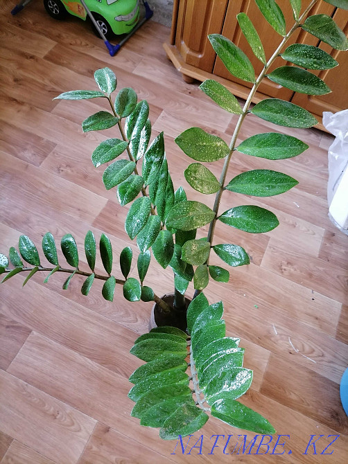 Dollar tree (sprouts 60/70cm Pavlodar - photo 1