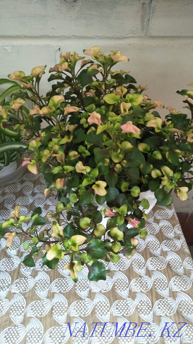 Chameleon flower. Ust-Kamenogorsk - photo 3