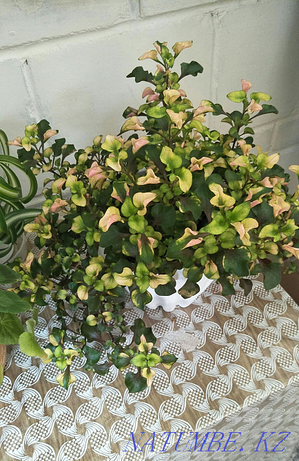 Chameleon flower. Ust-Kamenogorsk - photo 1