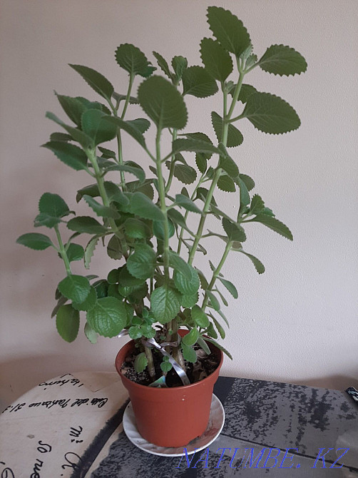 Indoor plant mint, the aroma of mint expels moths, flies, mosquitoes Almaty - photo 2