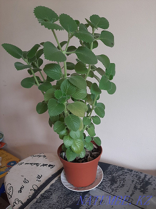 Indoor plant mint, the aroma of mint expels moths, flies, mosquitoes Almaty - photo 1
