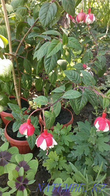 Фуксия сортты және басқа жабық өсімдіктер.  - изображение 2