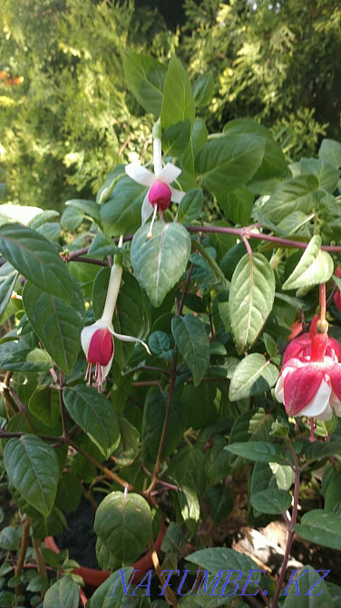 Фуксия сортты және басқа жабық өсімдіктер.  - изображение 3