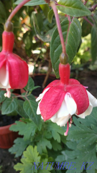 Фуксия сортты және басқа жабық өсімдіктер.  - изображение 1