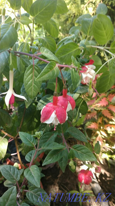 Фуксия сортты және басқа жабық өсімдіктер.  - изображение 4