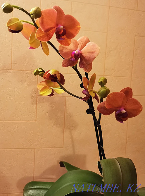 Продам орхидею "Surf Song" (Песня прибоя) Астана - изображение 1