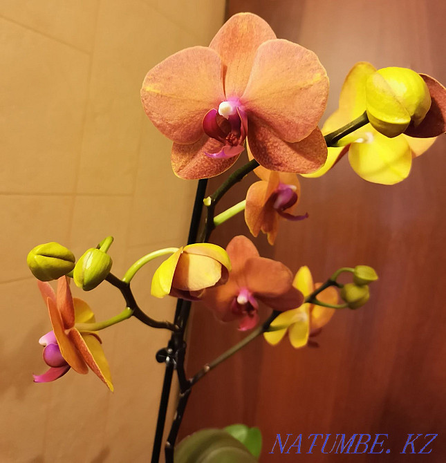 Продам орхидею "Surf Song" (Песня прибоя) Астана - изображение 2