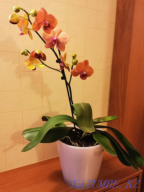 Продам орхидею "Surf Song" (Песня прибоя) Астана - изображение 3