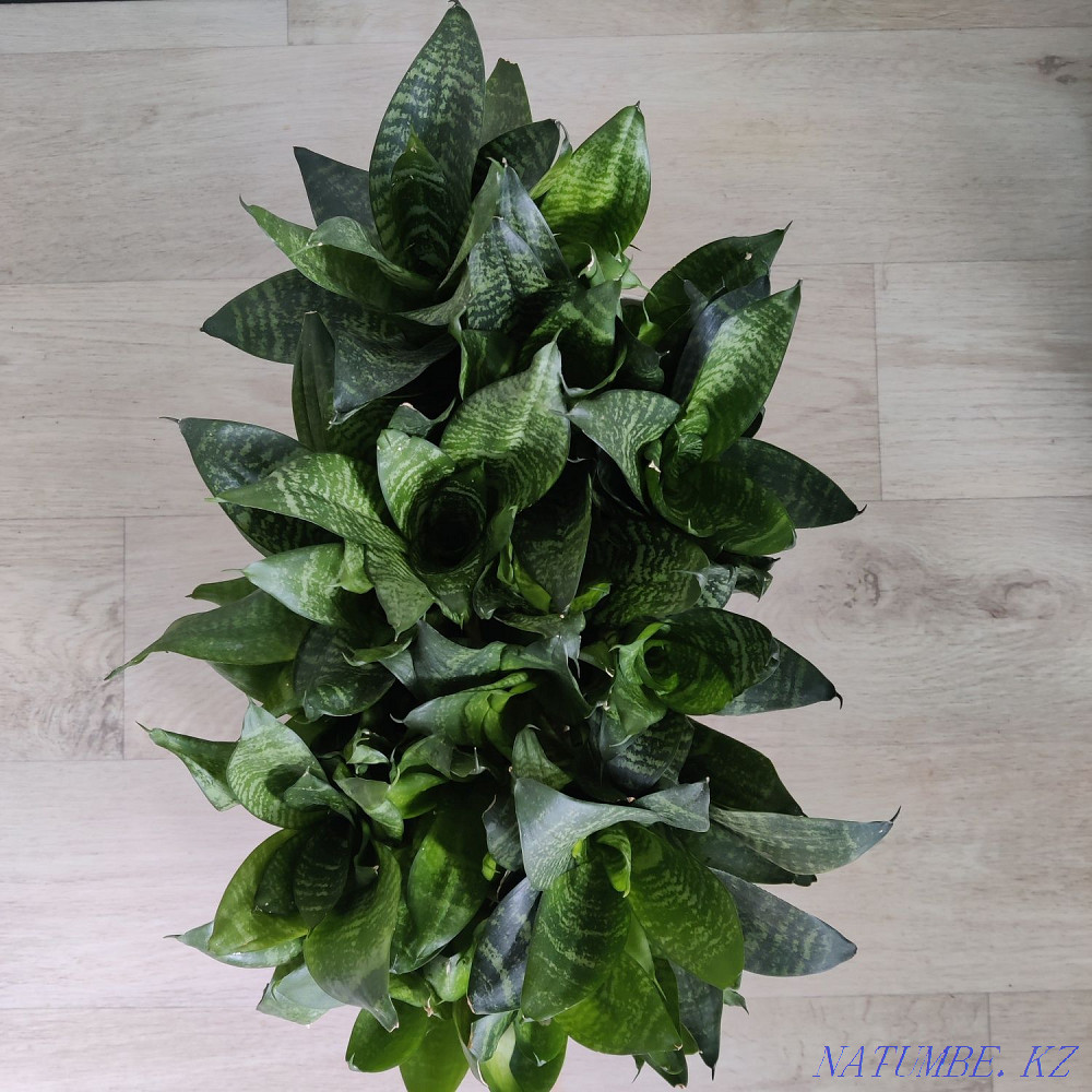 Бөлме өсімдіктері. Ақтау.  Ақтау  - изображение 4