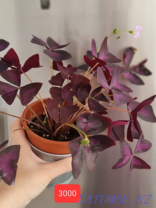 Oxalis, Okalis houseplants Aqtau - photo 1