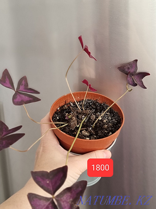 Oxalis, Okalis houseplants Aqtau - photo 3