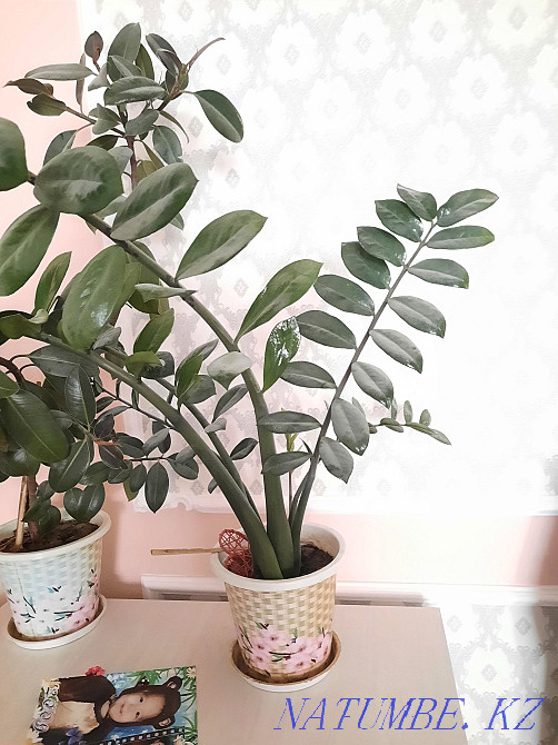 flower for sale  - photo 1