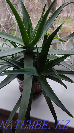 Aloe plant. Therapeutic Shymkent - photo 1