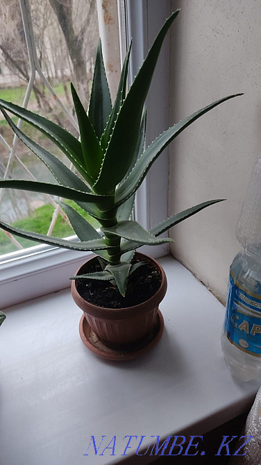 Растение Алоэ. Лечебный Шымкент - изображение 3