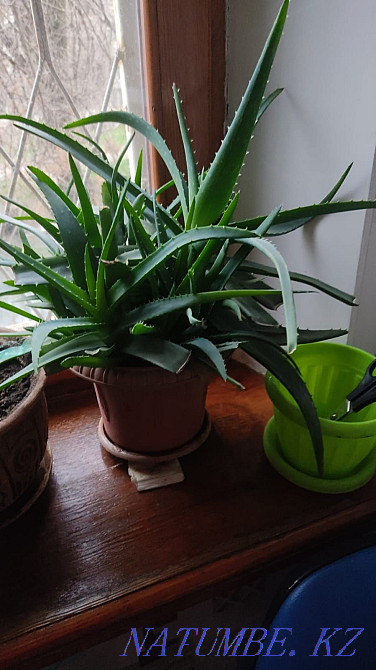 Растение Алоэ. Лечебный Шымкент - изображение 2