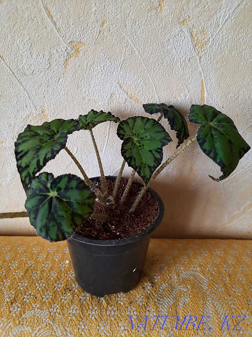 Begonia flowers. Balqash - photo 4