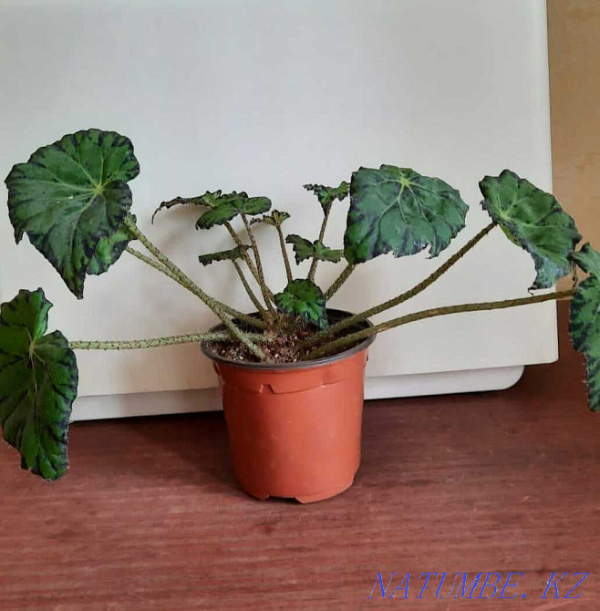 Begonia flowers. Balqash - photo 3
