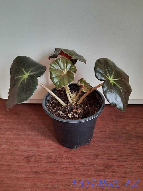 Begonia flowers. Balqash - photo 1